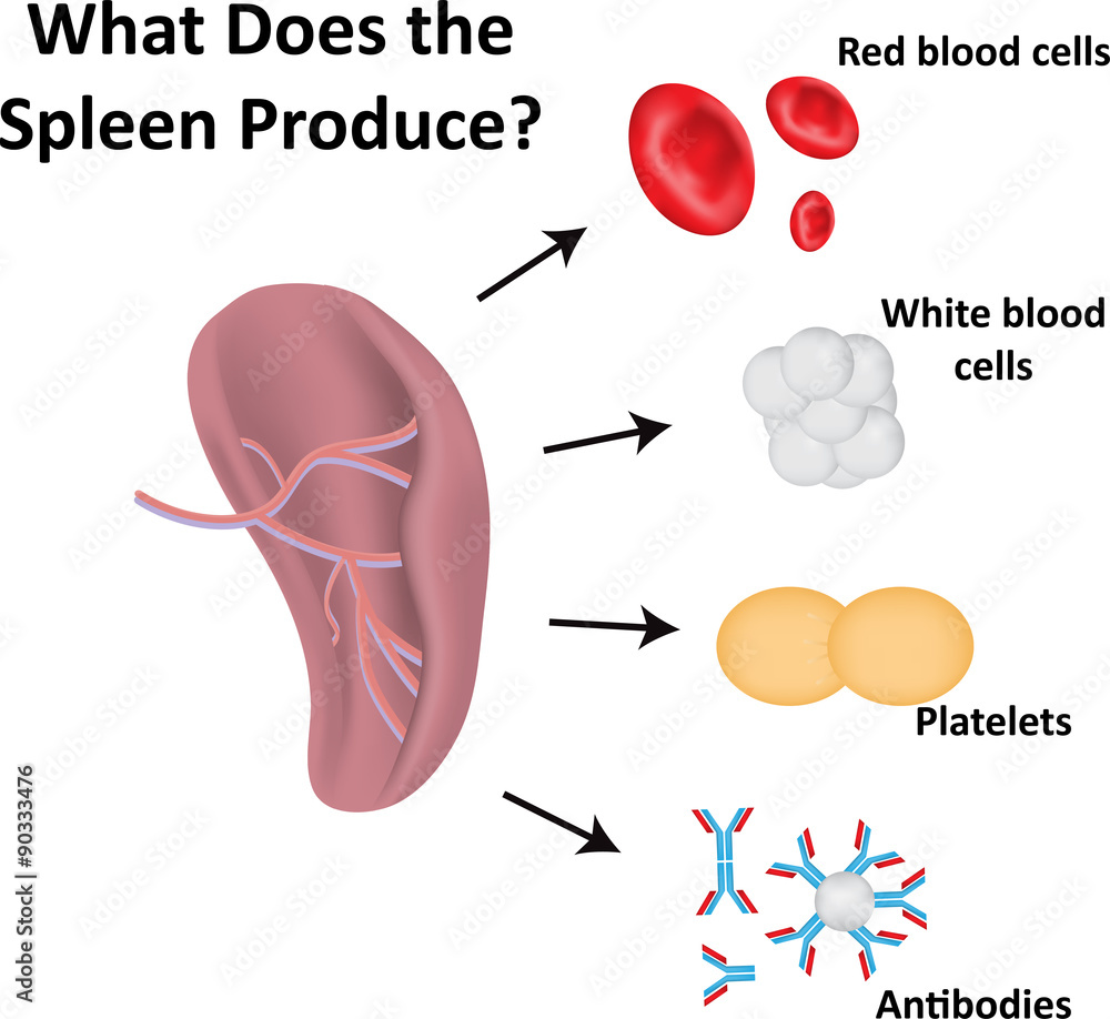 What Does the Spleen Produce Labeled Diagram Stock Vector | Adobe Stock