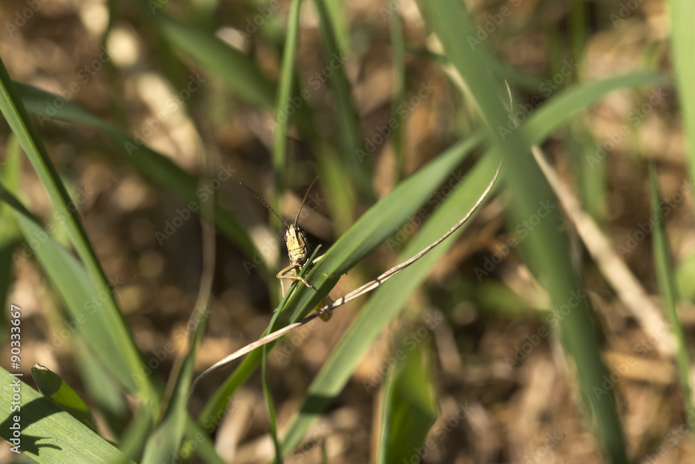 Detail of the Grasshopper in the green Nature Detail of the Grasshopper in the green Nature
