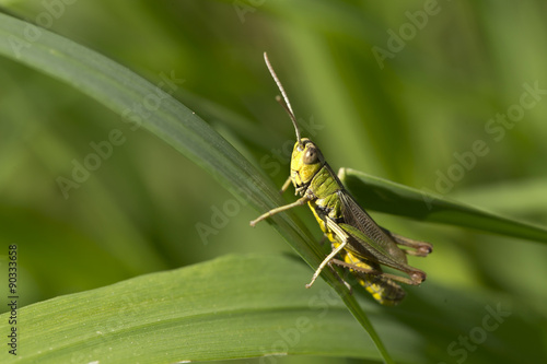 Detail of the Grasshopper in the green Nature © Kajano