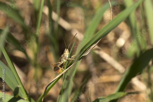 Detail of the Grasshopper in the green Nature