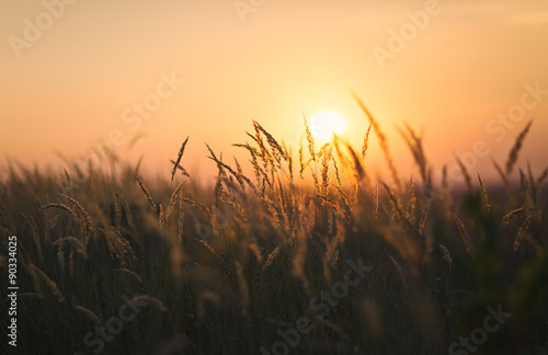 Dried weeds in Backlight. Shallow depth of field. End of Summer Atmosphere. Sunset.