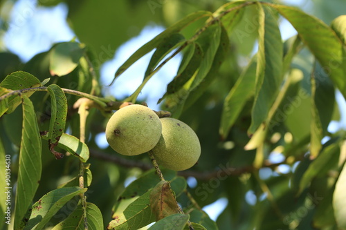 unripe walnut on the tree