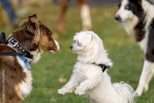 dogs who meet in a park