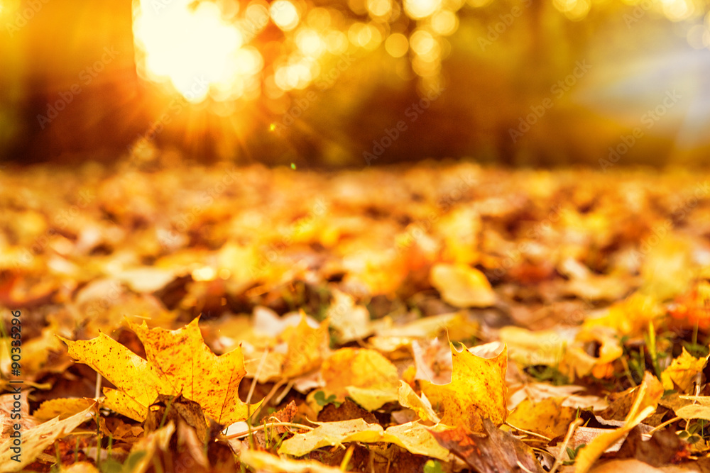 schöne Herbststimmung Blätter im goldenen Licht