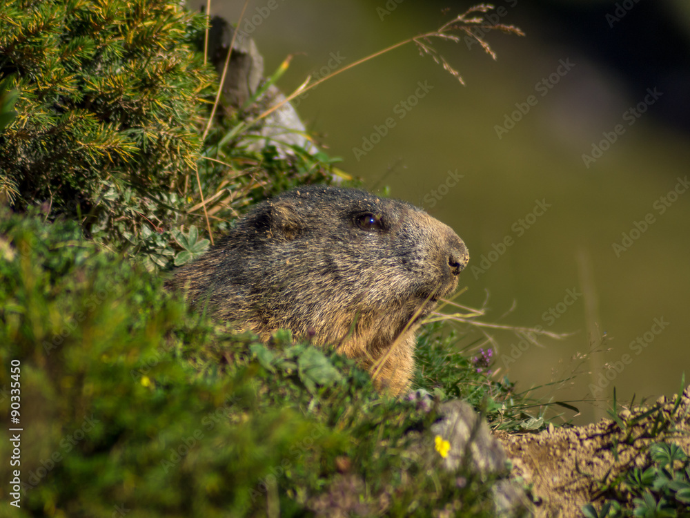 Curious marmot looking out on the Alps - 5