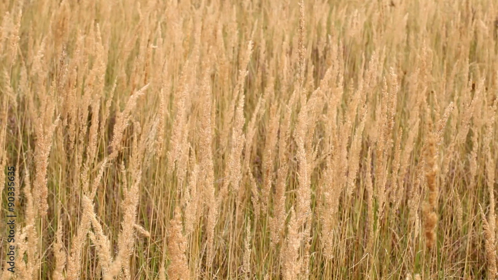 Beige wild grass with slight wind movement Beige wild grass with slight wind movement