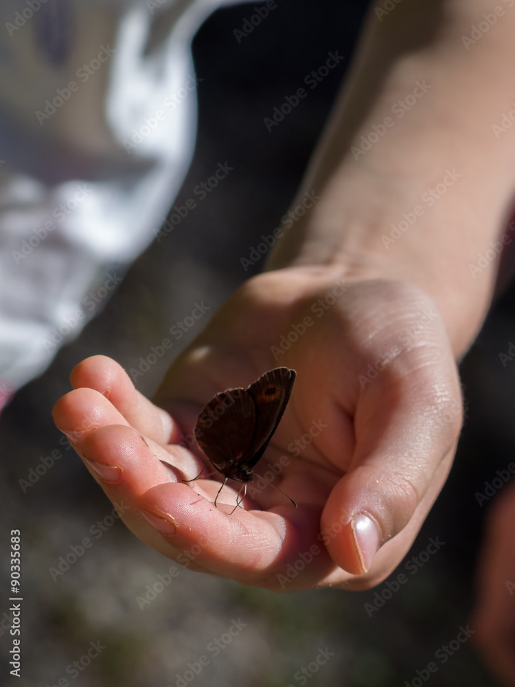 Obraz premium Child delicately holding a butterfly