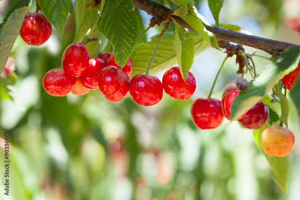 Obraz premium Ripe cherry on a background of green leaves