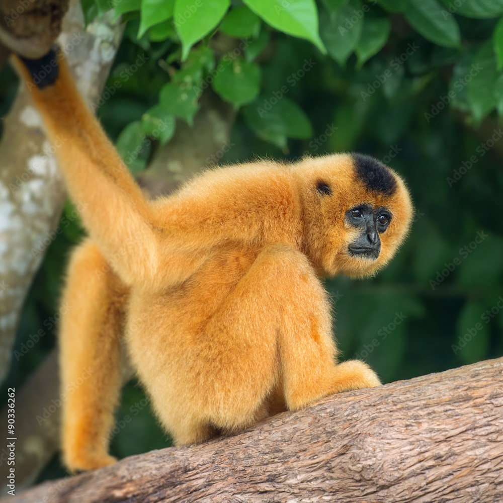 Obraz premium Yellow-cheeked gibbon female, Nomascus gabriellae 