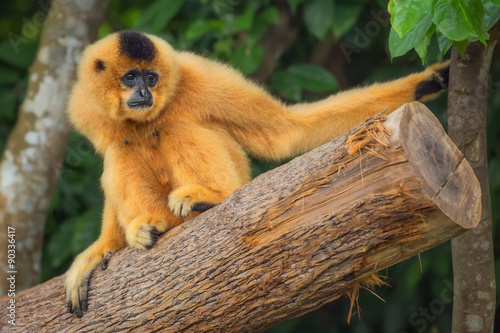 Photos Yellow-cheeked gibbon female, Nomascus gabriellae