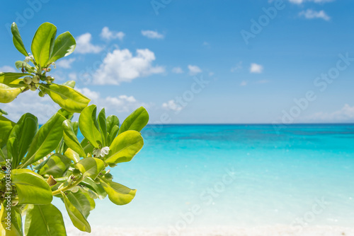 blue sky with beach sea and leaf
