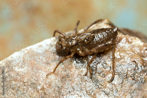 Dragonfly larva on rock