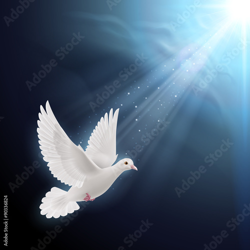 White dove in sunlight