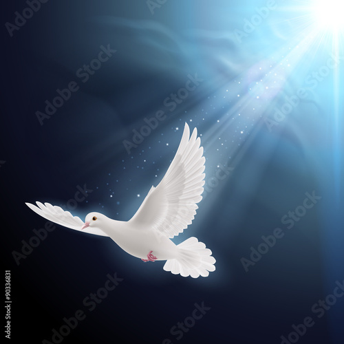 White dove in sunlight