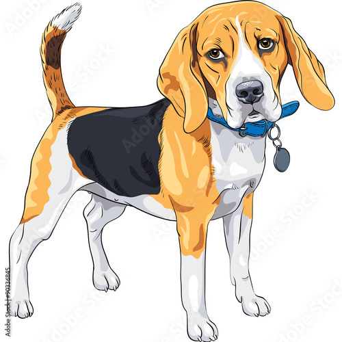 vector sketch serious dog Beagle breed 