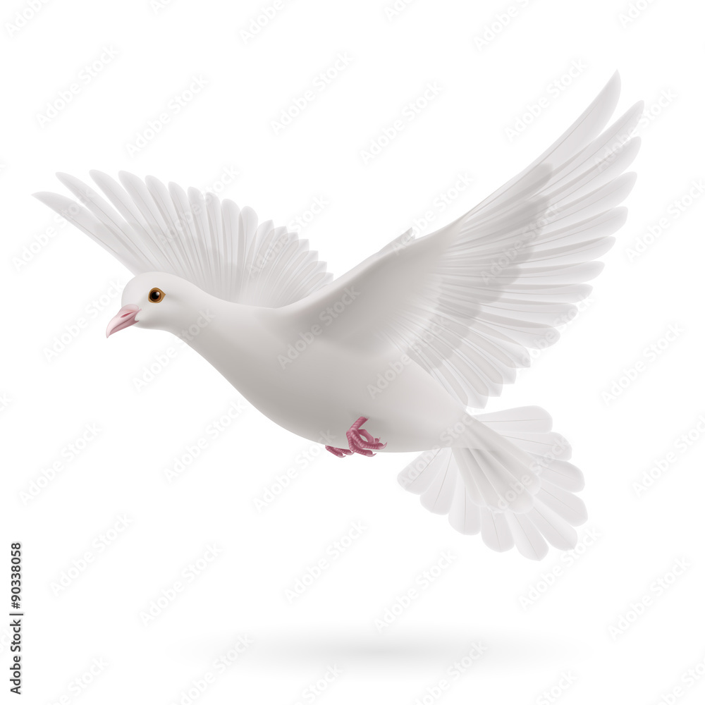 Fototapeta premium White dove