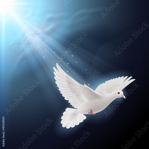 White dove in sunlight