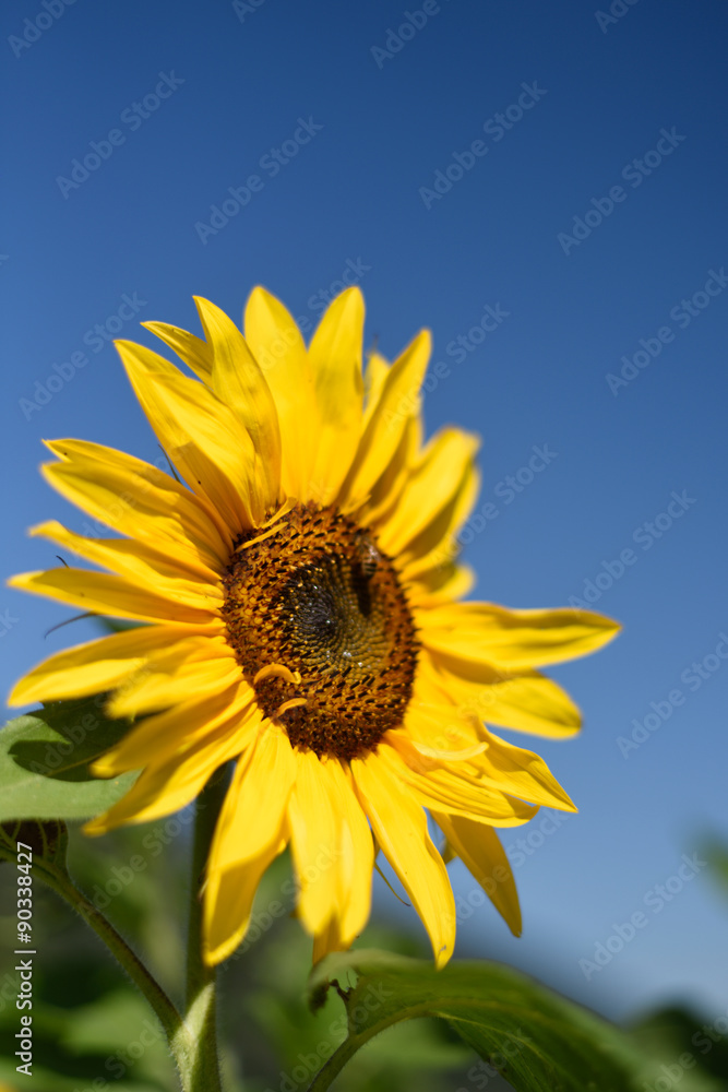 girasole girasoli petali fiore giallo girasole girasoli petali fiore giallo