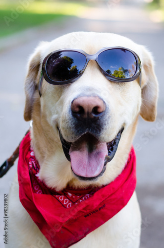 A Labrador Retriever with sunglasses