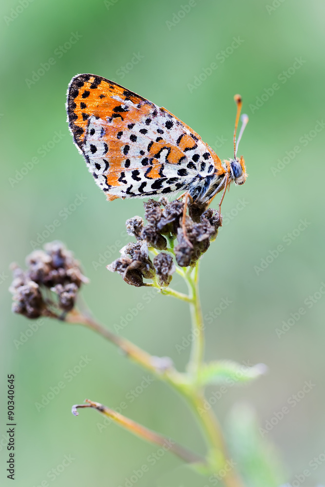 Fototapeta premium Melitaea didyma