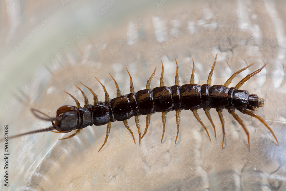 Fototapeta premium Centipede in a patio garden