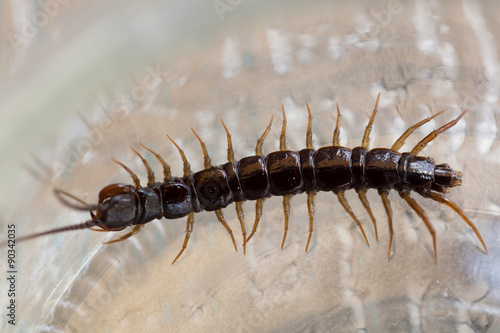 Centipede in a patio garden