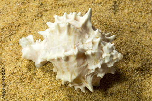 Seashells on Sand