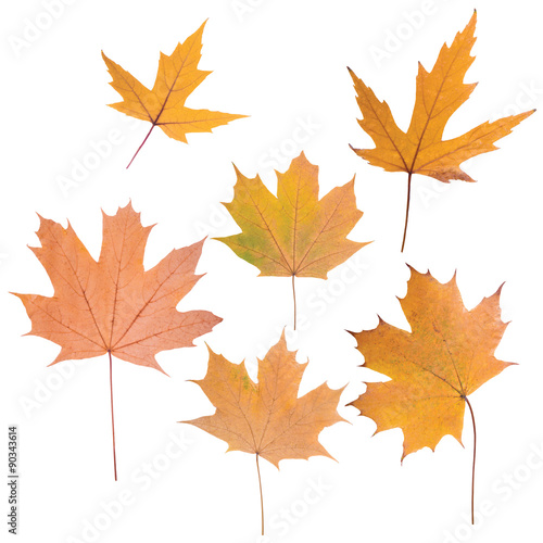 composition of autumn leaves