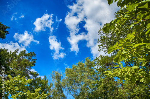 Green leaves of trees on blue sky with amazing clouds