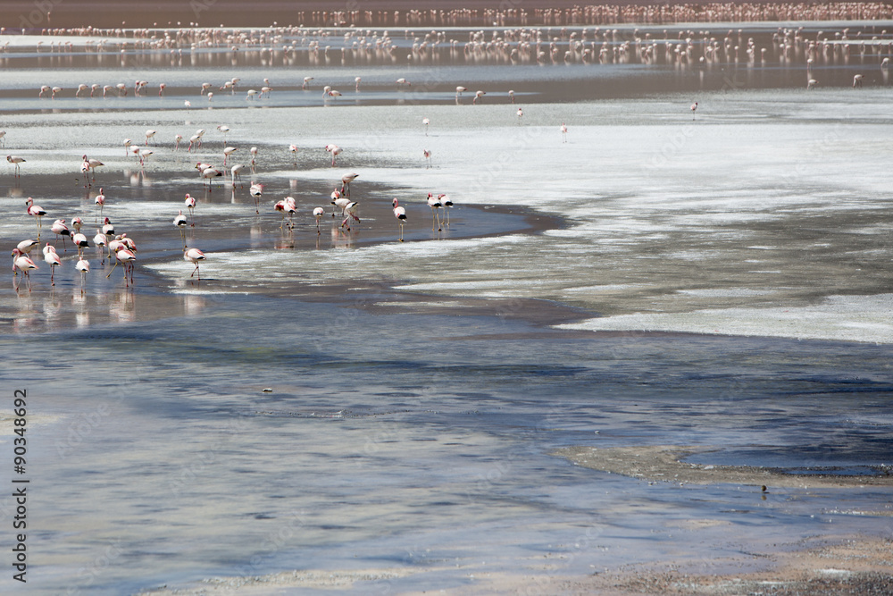 Obraz premium Group of flamingos standing on the lagoon, Bolivia