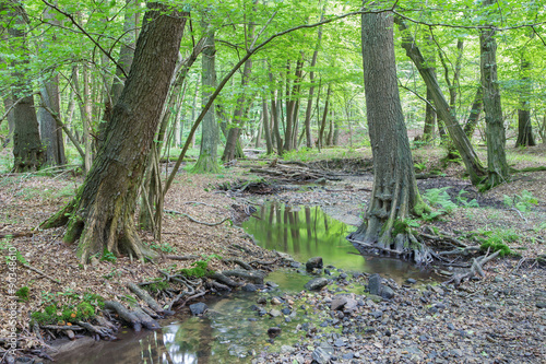 creek in forest of Little Carpathian hills - Slovakia