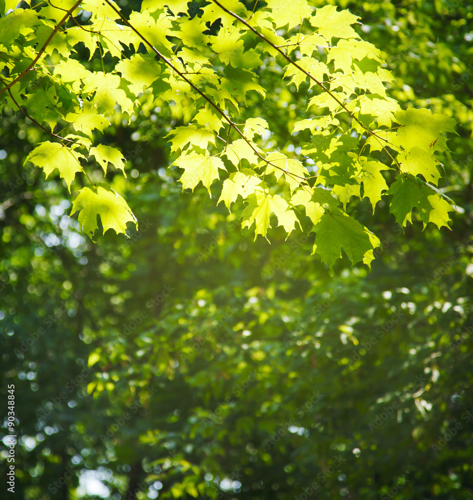 Maple tree on blurred nature background Maple tree on blurred nature background