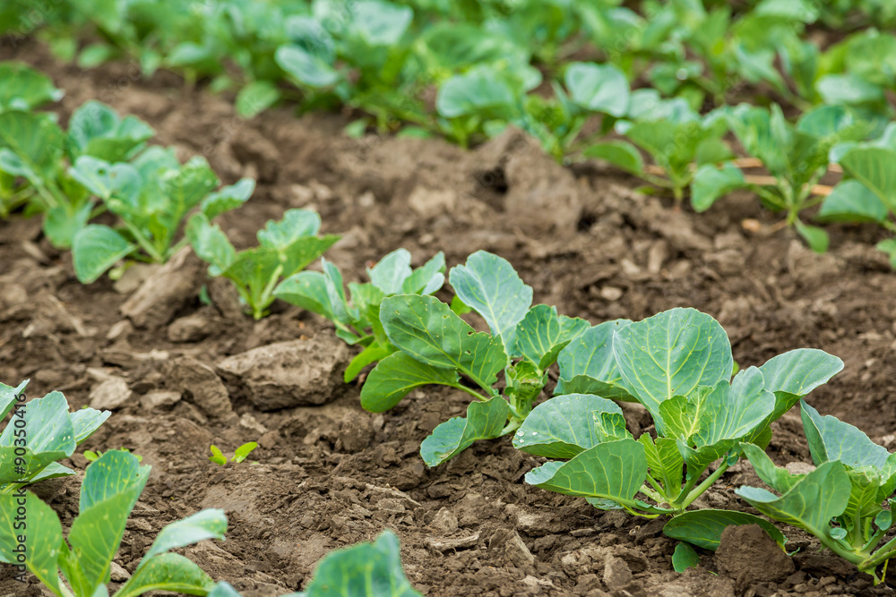Cabbage field Cabbage field