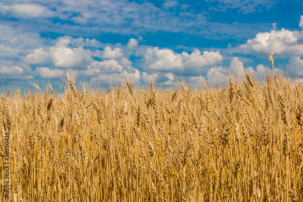 A wheat field, fresh crop of wheat A wheat field, fresh crop of wheat