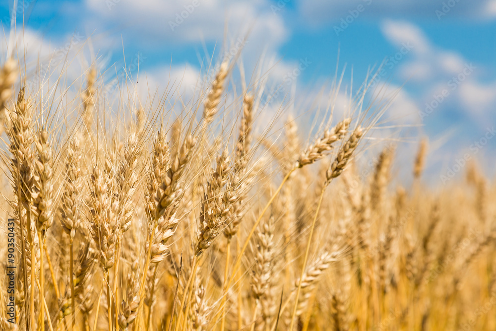 A wheat field, fresh crop of wheat A wheat field, fresh crop of wheat