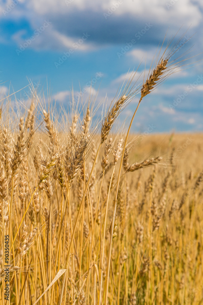 A wheat field, fresh crop of wheat