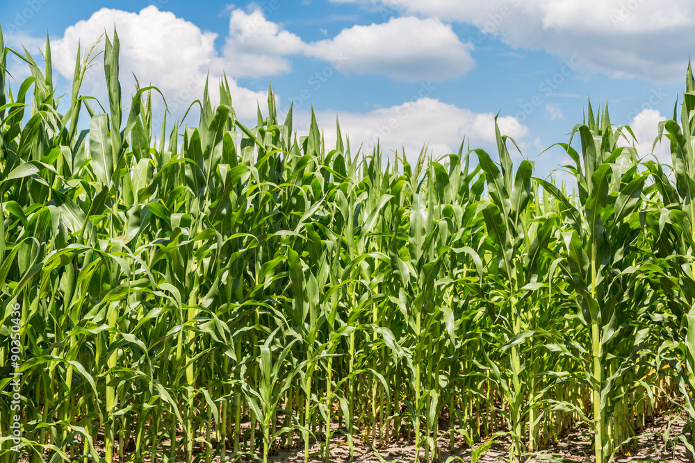 Green corn field