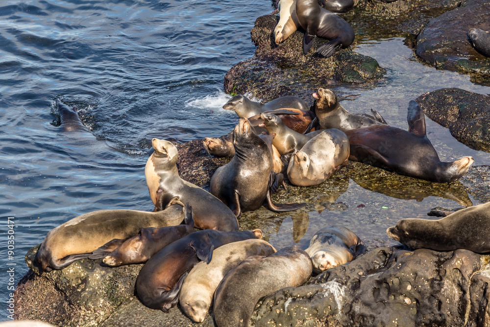 Fototapeta premium Sea lions at La Jolla cove, a neighborhood of San Diego in California. Seals resting on the rocks.