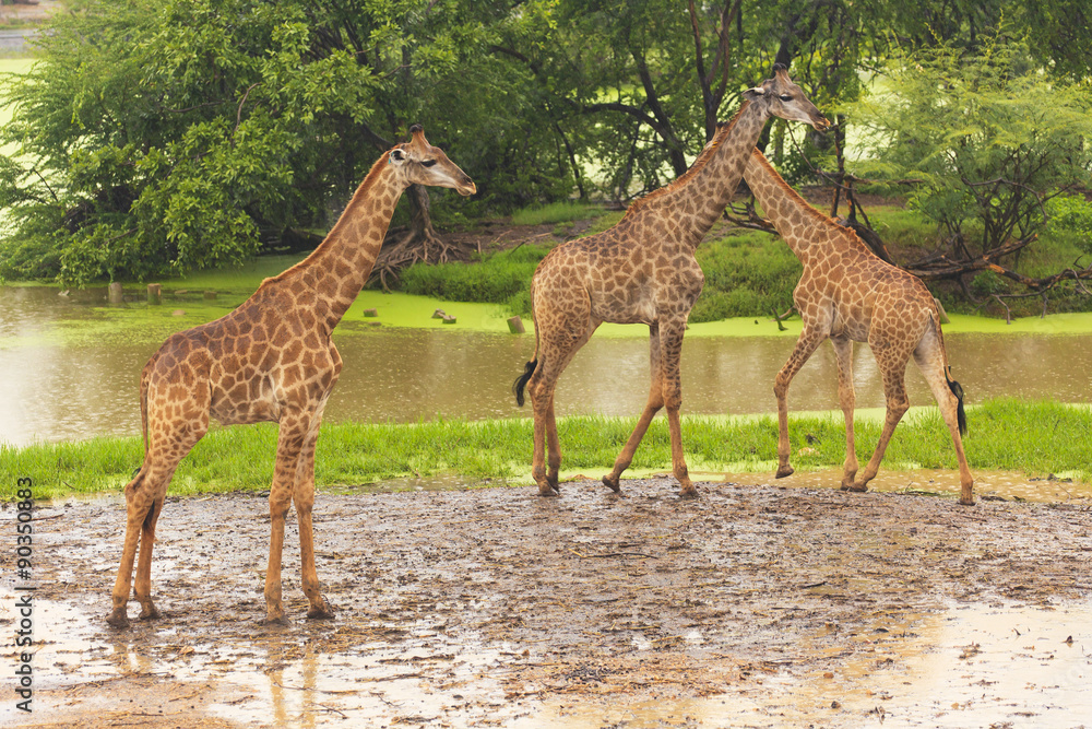 Obraz premium Giraffe