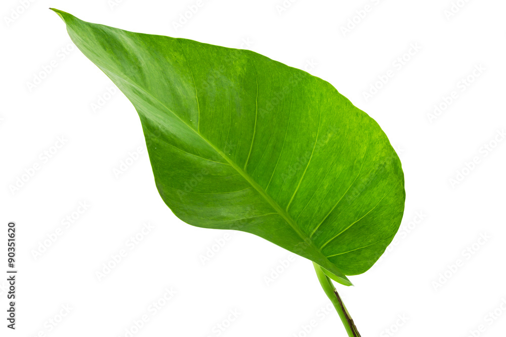 Obraz premium Big green leaf