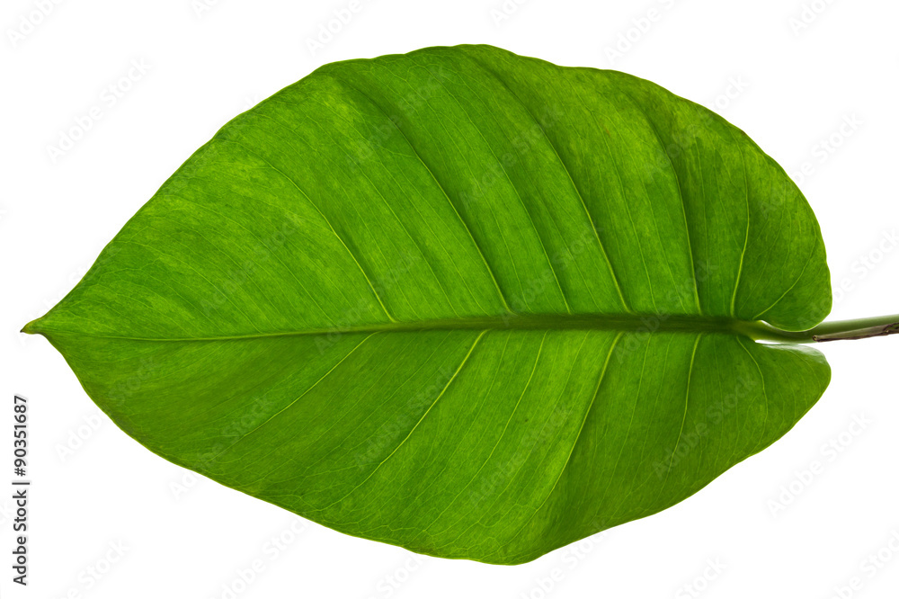 Obraz premium Epipremnum Aureum (scientific name), Marble Queen or Devil's Ivy, isolated on white background and clipping path