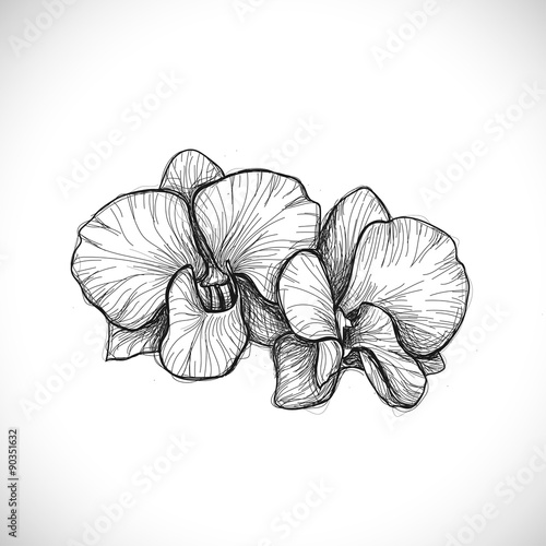 Fototapeta Naklejka Na Ścianę i Meble -  orchid sketch drawing isolated on white background, vector