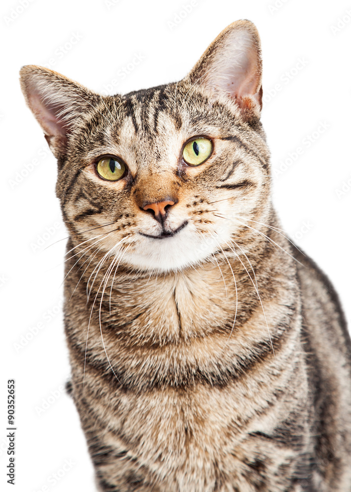 Happy Tabby Cat Looking Forward Happy Tabby Cat Looking Forward