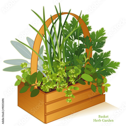 Herb garden in wood basket planter with cooking herbs, Italian Oregano, Sage, Chives, Flat Leaf Parsley, Sweet Marjoram (left to right)