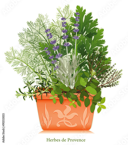 Herbes de Provence herb garden: Rosemary, Sweet Fennel, Italian Parsley, Thyme, Oregano, French Lavender flowers, clay flowerpot planter