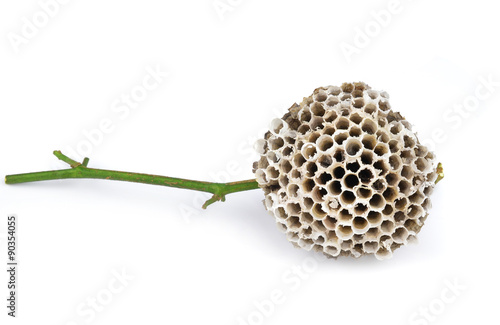 wasp hive isolated on white background