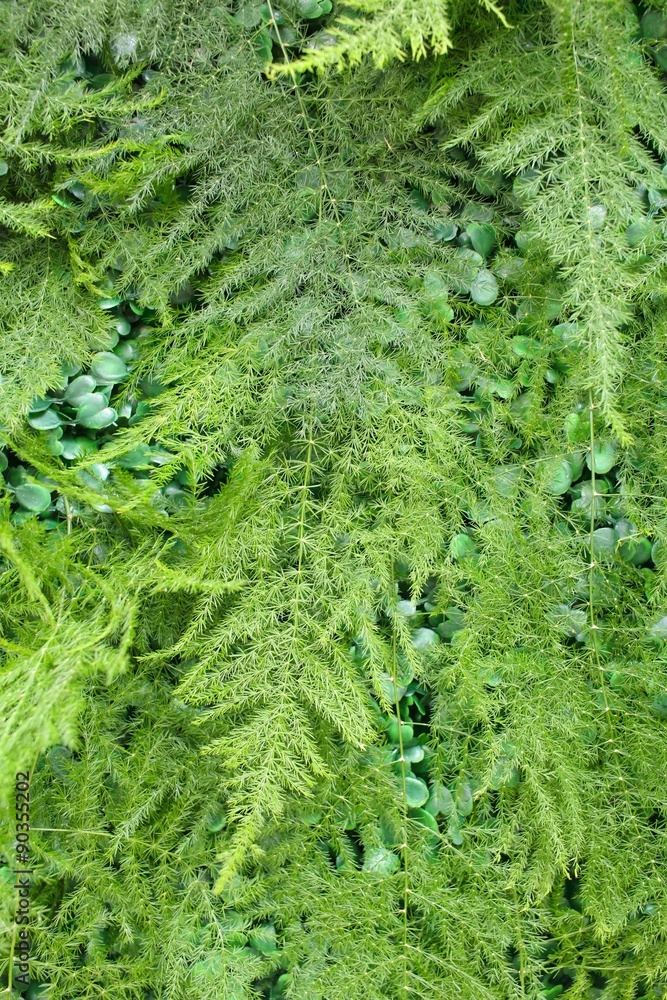 Obraz premium Leaves background