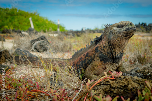 beautiful iguana resting in the beach santa cruz galapagos