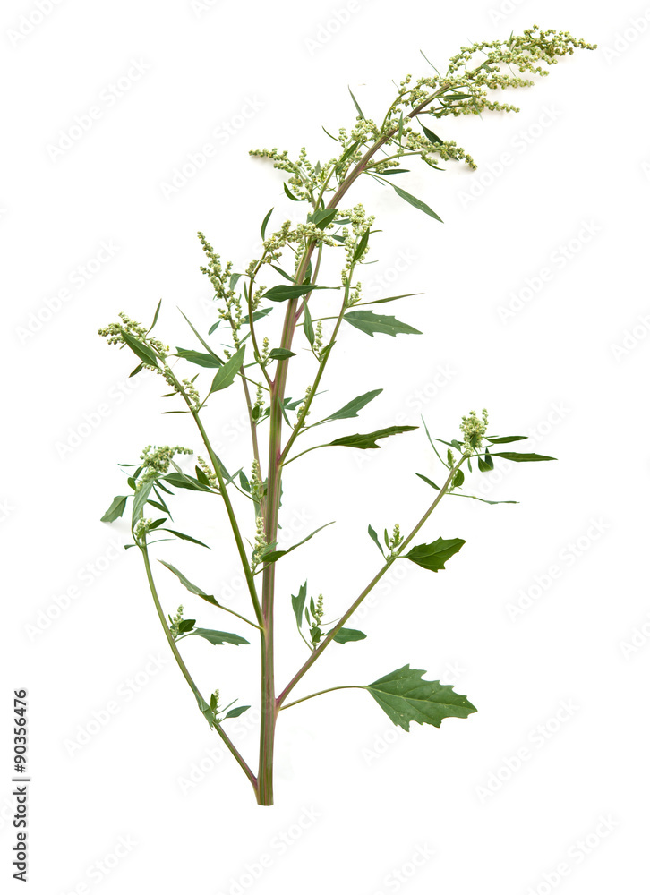 chenopodium chenopodium