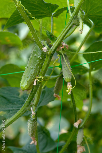 green cucumber